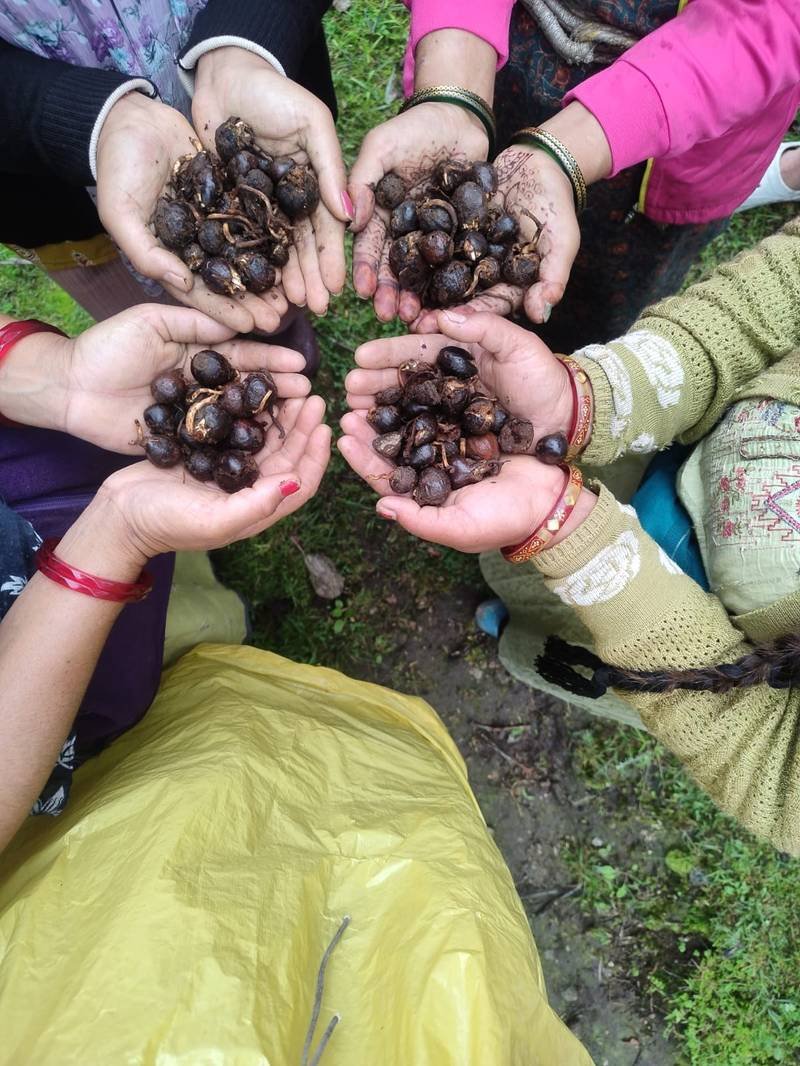 Hands holding collected seeds for community forest regeneration